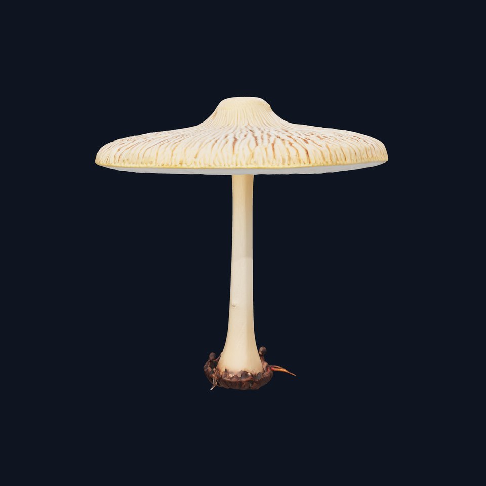 Realistic Mushroom Model Pack for Game and Animation